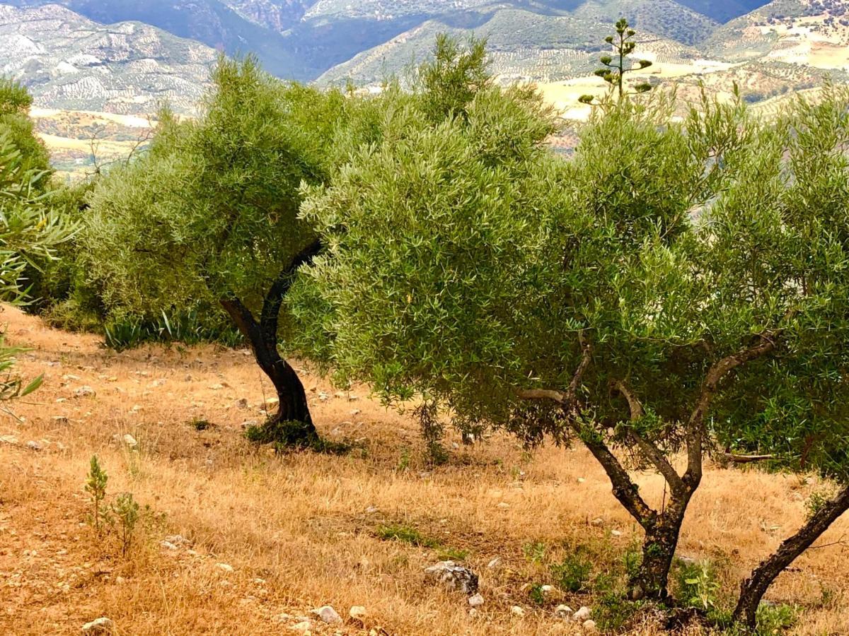 El Oasis Villa Algodonales Eksteriør bilde